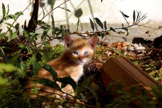 Red mackerel Kitten