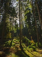 Fototapeta premium Deep spruce forest in the wild. Autumn scene on mountain.