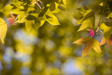 Blurred leaf background Bokeh nature style abstract