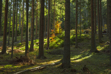 Deep spruce forest in the wild. Autumn scene on mountain.