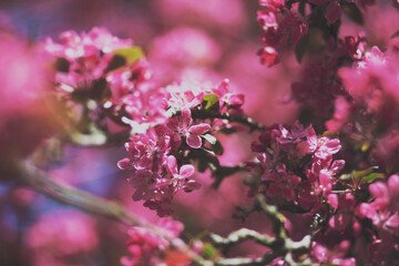 pink cherry blossom