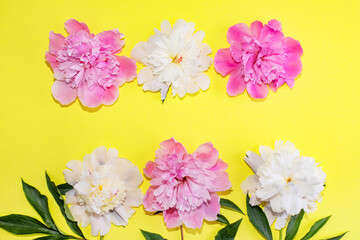 Yellow background with peonies flowers and place for text.