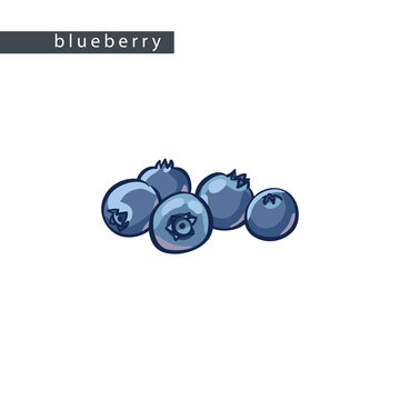 sketch_blueberry_five_berries
