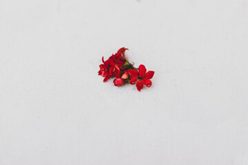 red petal flower on white color background