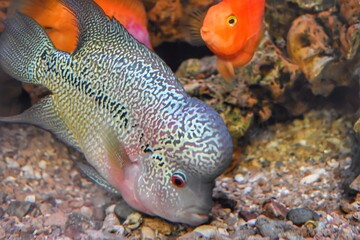Beautiful view of the fish.