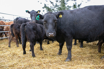 Angus