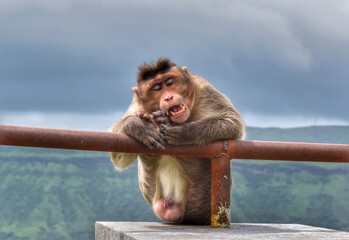 Beautiful view of the monkey sleeping.