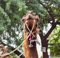 portrait of a camel