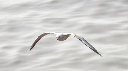 Beautiful view of seagull flying.