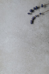 Lavande & texture béton