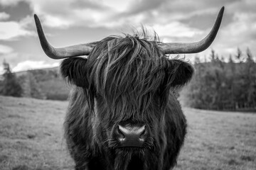 Photo en noir et blanc d& 39 une vache des Highlands dans la campagne écossaise.