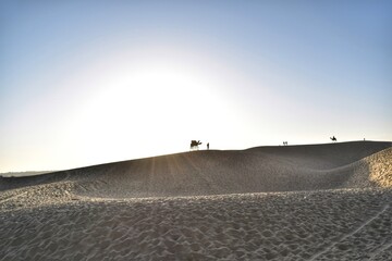 Beautiful view of the camel at Jaisalmer desert.