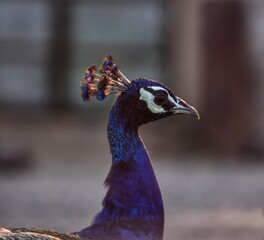 Beautiful view of the peacock.