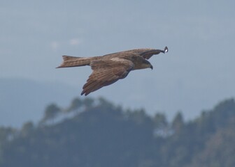eagle in flight in blue sky and mountains in the background bird eye level