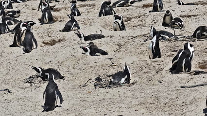 Amazing penguin colony on the beach of Cape Town. Many black and white birds stand, lie on the sand in the nests, brush their feathers. Unusual sight.