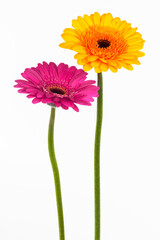 yellow and pink gerber on white background