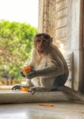 Beautiful view of the monkey eating mango.