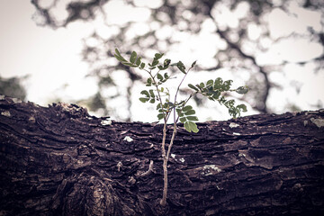Selective focus New Born Germinating Bright Green Leaves. Fresh green young plant of new seed born and grow up on tree branch. Hope concept idea.