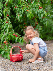 Portrait of a cute smiling girl with a basket of sweet cherries. Child harvesting in a garden. Vertical image.