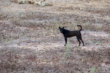 black dog look to us 