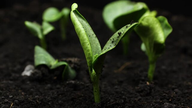 Growing Plants in spring timelapse, sprouts germination, plant in Greenhouse, Agriculture