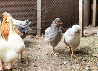 gray chickens in the chicken coop. chickens on a bio farm. selective focus.