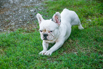 Fototapeta premium White cute puppy dog french bulldog playing in lawn yard outdoor