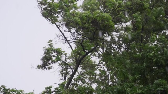 A strong gale with rain shakes tall trees. Disaster. Slow motion.