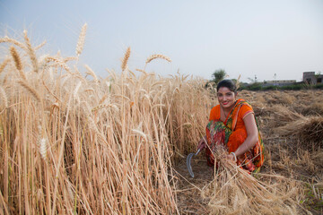 Naklejka na ściany i meble Female farmer harvesting wheat crops in a wheat field 