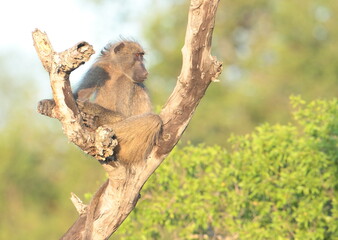 Baboon Stare into the distance