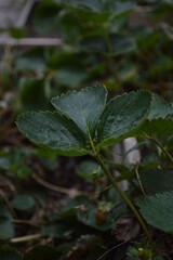 green plant in the garden