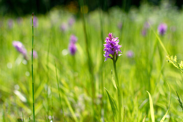 orchidees sauvage dans la reserve naturelle de la baie de saint brieuc a Hillion