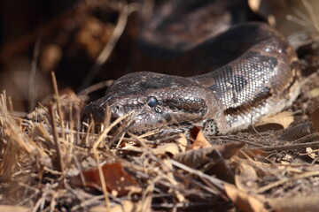 African Rock Python