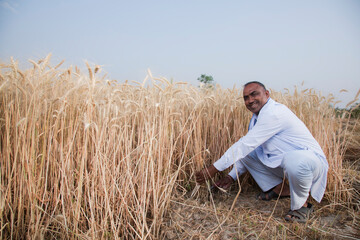 Naklejka na ściany i meble Farmer harvesting wheat crops in a wheat field