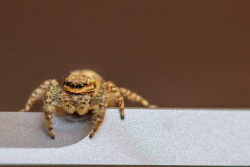 a little jumping spider with green eyes is climbing around on a laptop