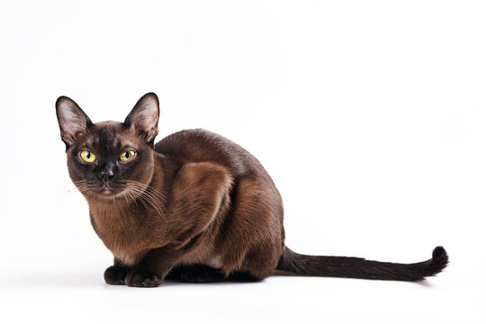 Burmese cat on white