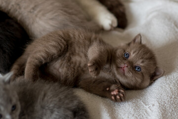 Little chocolate kitten british short hair 2-3 week old