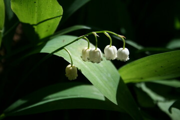 Obraz premium lily of the valley flower