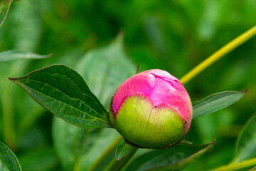 A closeup of an unopened tender bud of a pink peony. summer flowers