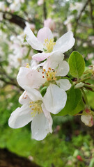 blossom apple tree. Apple flowers
