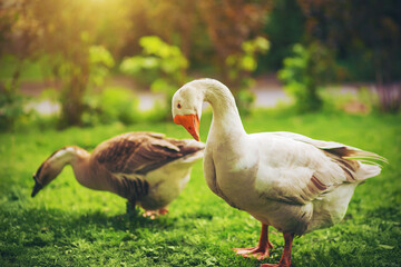 Two geese - a gray and a white are walking on a green lawn on a Sunny day.