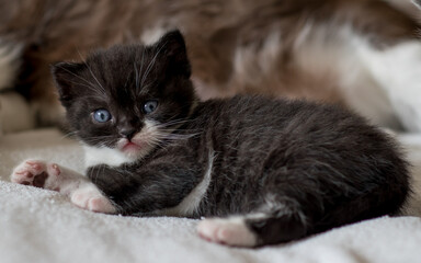 Plakat portrait of bicolor black and white british short hair kitten. little and funny 2-3 weeks old kitten 