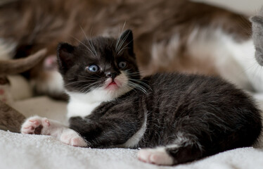 portrait of bicolor black and white british short hair kitten.
little and funny 2-3 weeks old kitten 