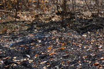 fallen leave in the forest background 