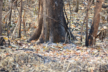 big tree and a little dry plant in the forest 