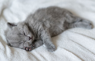 A little  cute blue kitten british short hair 2-3 week old