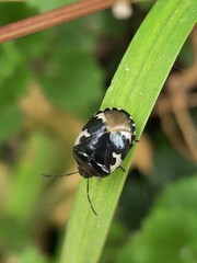 Schwarzweiße Erdwanze Tritomegas bicolor auf Wanderschaft auf Grashalm