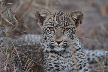 Leopard Cub where is Mom