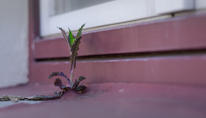 The plant grows in the window sill gap.