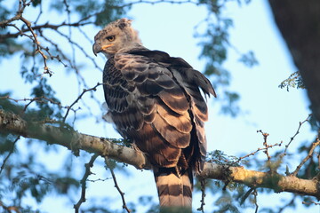 African Crowned Eagle Juvenile